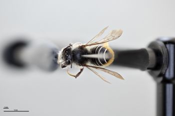 Media type: image;   Entomology 793803 Aspect: habitus dorsal view